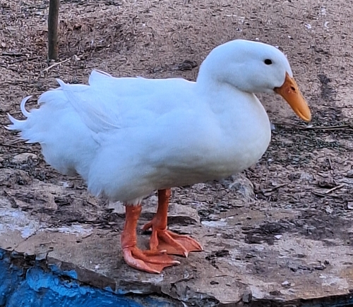 Domestic Mallard