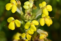 Triphysaria versicolor