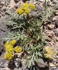 Cymopterus glomeratus