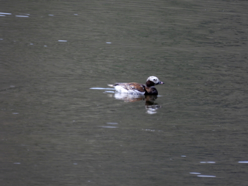 Long-tailed Duck