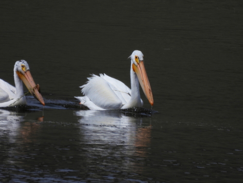 American White Pelican