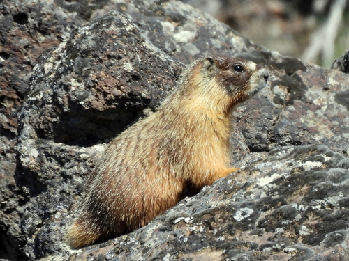 Yellow-bellied Marmot