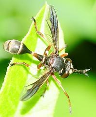 Physocephala marginata