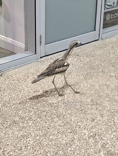Bush Stone-curlew
