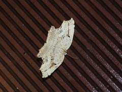 Phalacra strigata