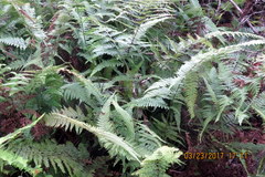 Microlepia