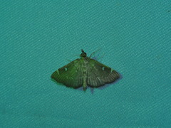 Protonoceras capitalis