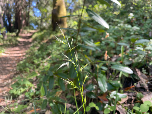 Graphephorum canescens observed 2026-05-30