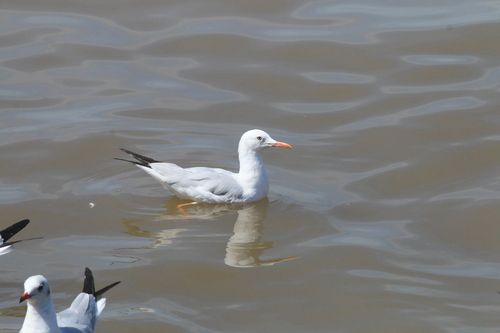 iNaturalist image