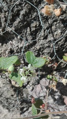 Passiflora porphyretica