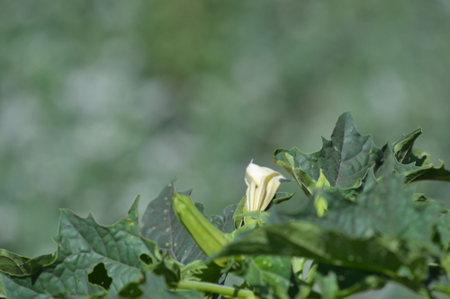 Datura stramonium observed 2026-05-26