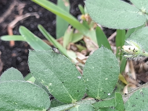 White-marked Fleahopper