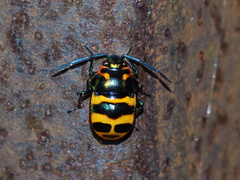 Chrysocoris fascialis