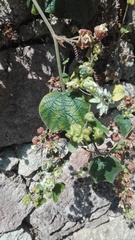 Passiflora porphyretica