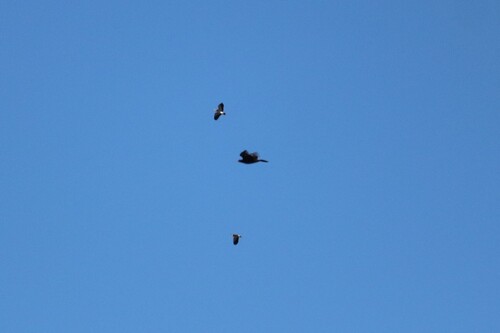 Wedge-tailed Eagle
