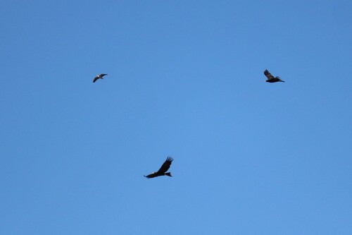 Mainland Wedge-tailed Eagle