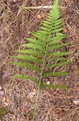 Microlepia
