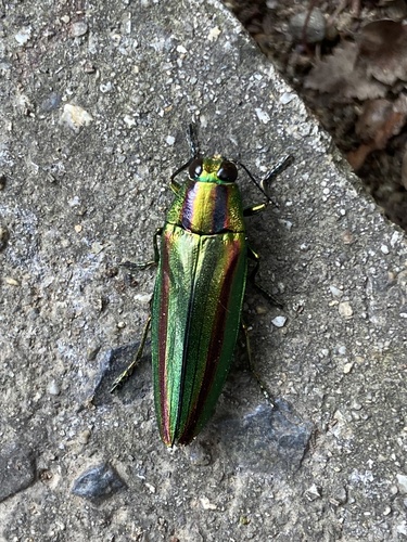 Japanese Jewel Beetle