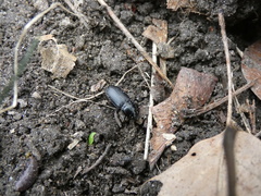 Carabidae