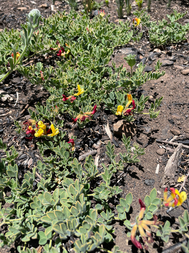 Acmispon grandiflorus, photograph 2