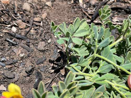 Acmispon grandiflorus, photograph 3