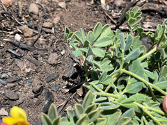 Acmispon grandiflorus, photograph (c) Mark Valen, some rights reserved (CC BY)