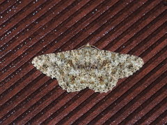 Racotis boarmiaria