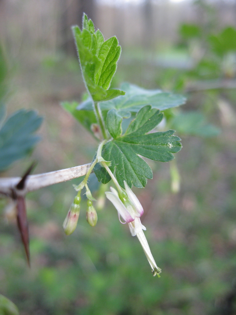 Missouri Gooseberry