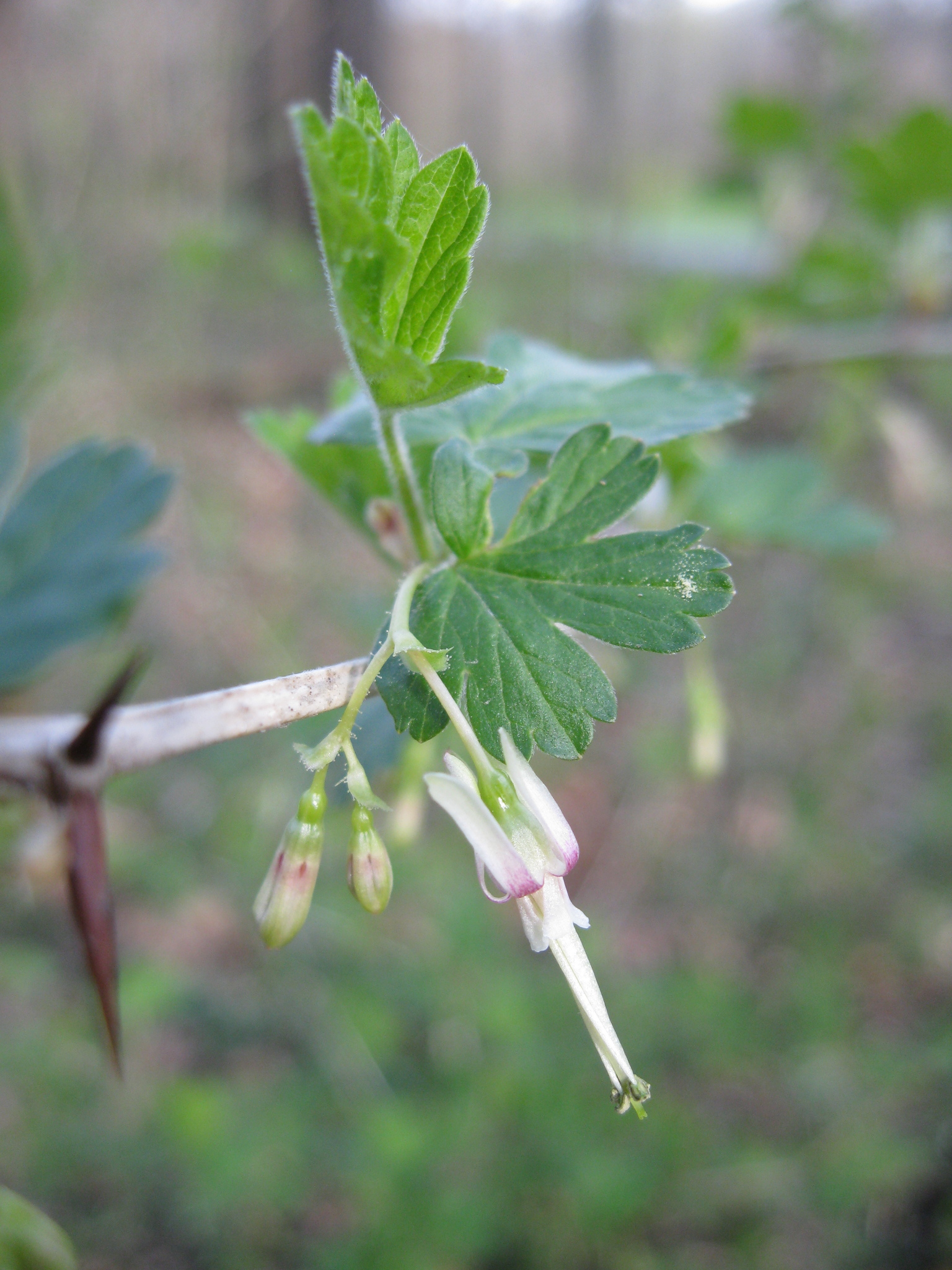 Ribes missouriense