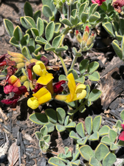 Acmispon grandiflorus