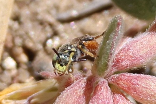 Lotus Fairy Bee