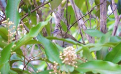 Vireo olivaceus