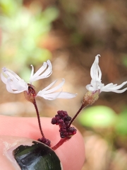 Lithophragma glabrum
