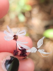 Lithophragma glabrum, photograph (c) Alex Reitan, some rights reserved (CC BY)