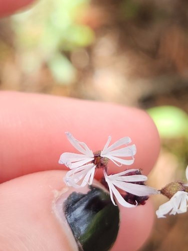 Lithophragma glabrum, photograph 3