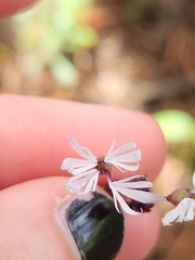 Lithophragma glabrum, photograph (c) Alex Reitan, some rights reserved (CC BY)