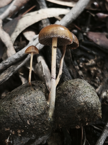 Psilocybe alutacea