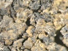 Endocarpon pallidulum