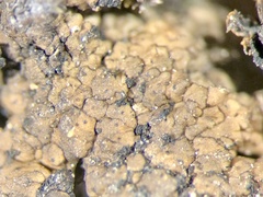 Endocarpon pallidulum