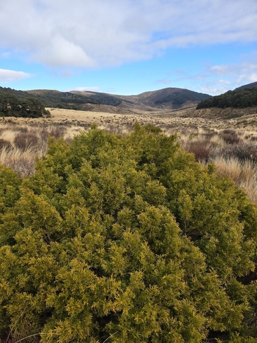 Halocarpus bidwillii, photograph 3