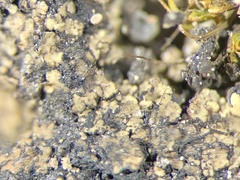 Endocarpon pallidulum