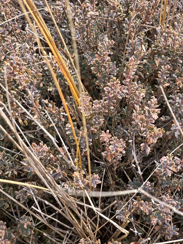 Acrothamnus colensoi, photograph 2