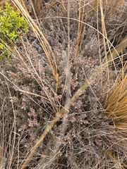 author not stated, no rights reserved Acrothamnus colensoi, photograph author not stated, no rights reserved