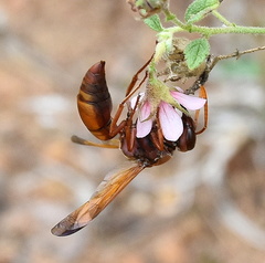 Hermannia boraginiflora