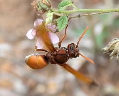 Antodynerus radialis