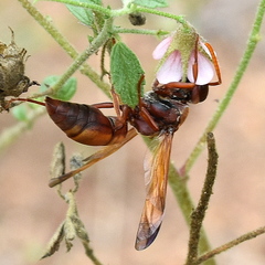 Antodynerus radialis