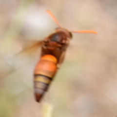 Antodynerus radialis