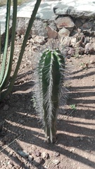 Cephalocereus