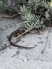 Elgaria multicarinata webbii