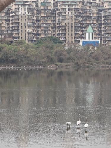iNaturalist image